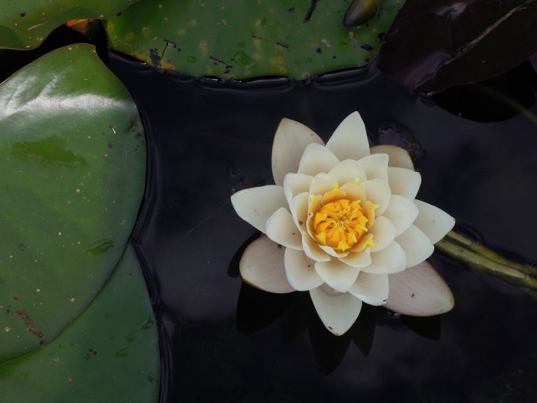 Luz y alegría en tu escritorio: La lámpara de cerámica con flores