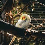 Photo bird themed lighting